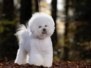 Bichon frisé · Give · Whitestarsofthenorthernlights