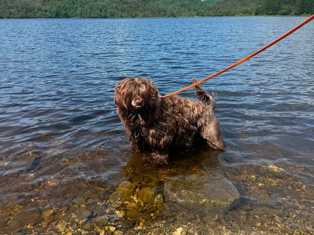 Portugisisk vandhund
