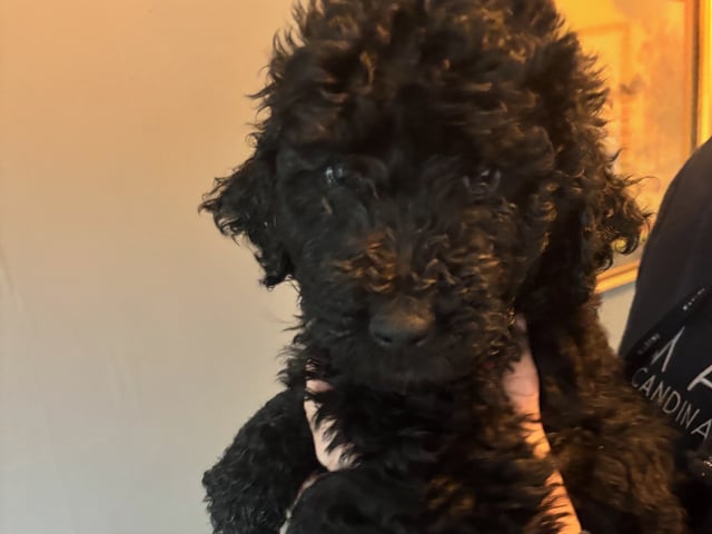 Goldendoodle