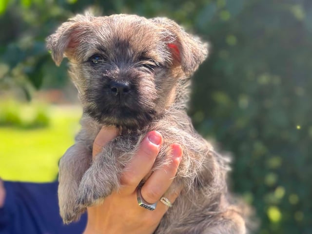 Cairn terrier