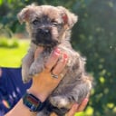Cairn terrier