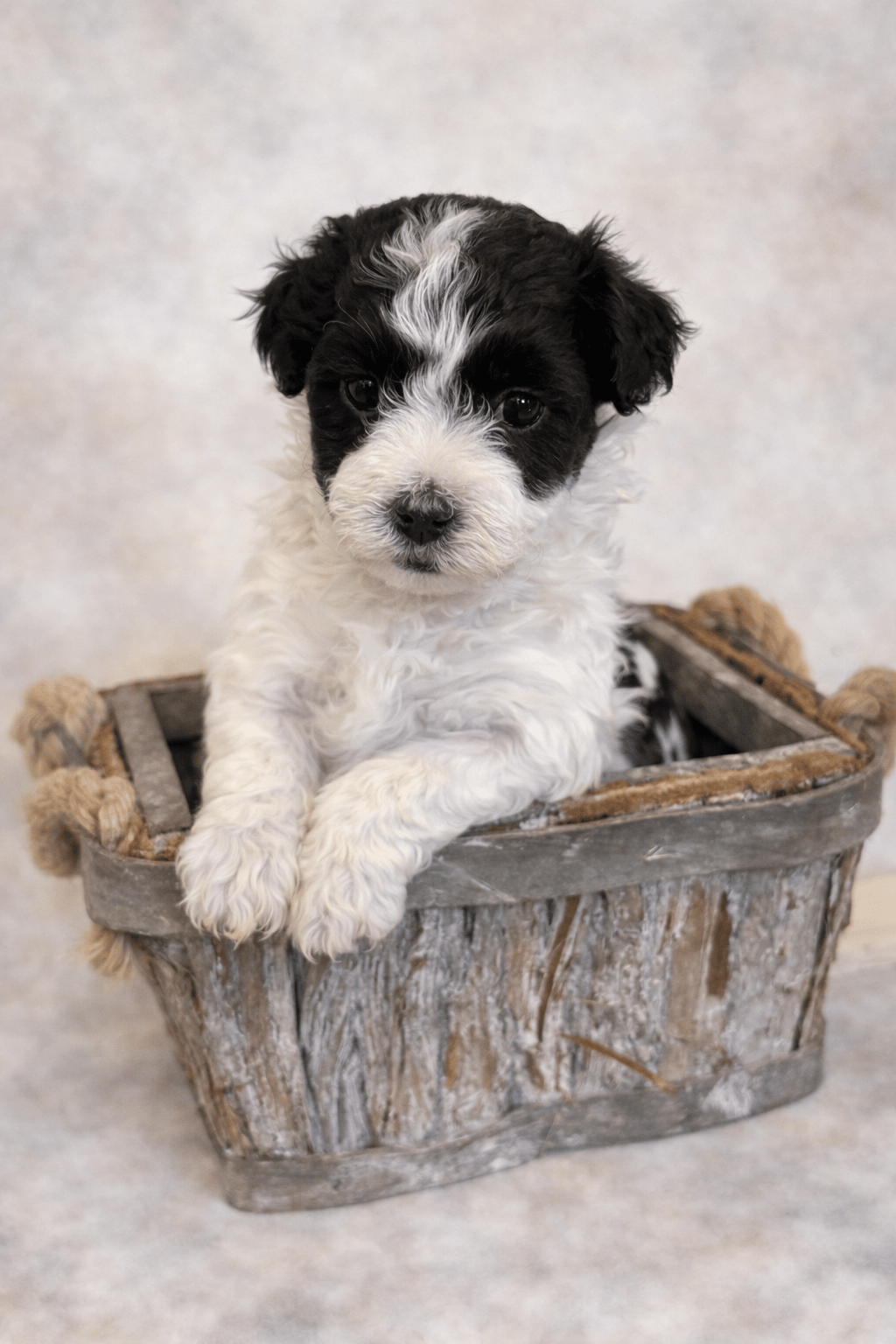 Vaktmästarboställets kennel