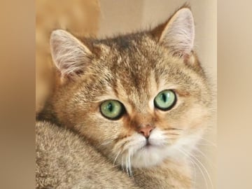 CHa