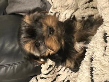 Yorkshire terrier · Porsgrunn · Unn-Lisbeth Iversen