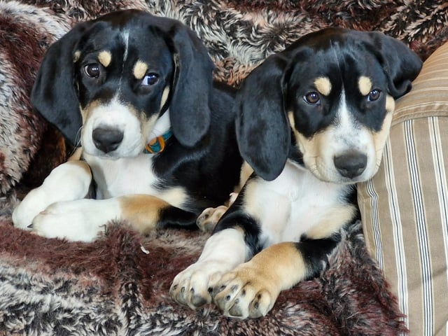 Norwegian Hound