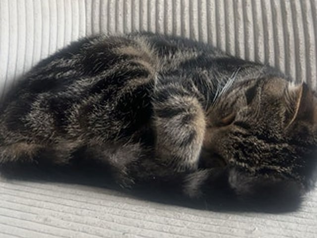 7mnd gammel kattunge vurderes omplassert