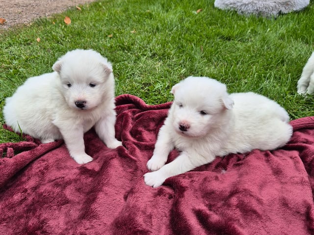 Samojedhund