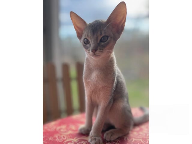 Abyssinier