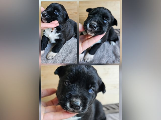Siberian Husky/Alaska Husky · Kolbu · Bjerkehagen Husky