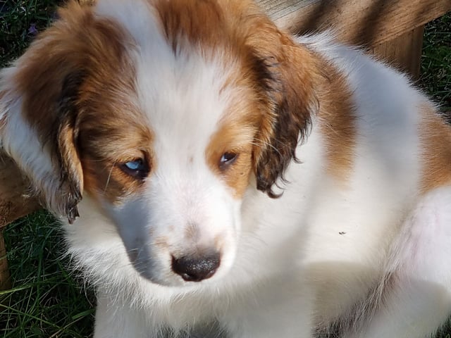 Nederlandsk kooikerhond