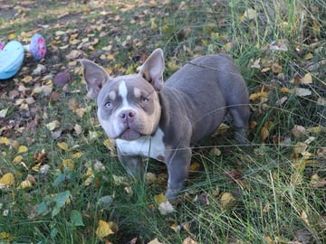 American Bully · Upplands väsby · Lion.bullys