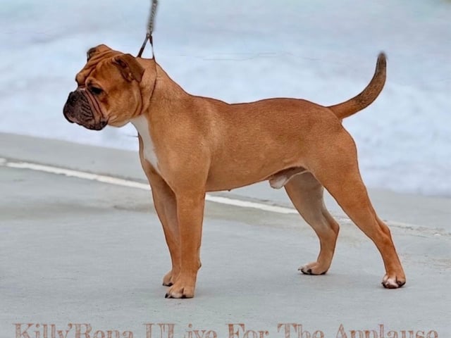 Continental Bulldog