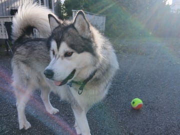 Siberian Husky · Mysen · Lis og Clay  sine hunder