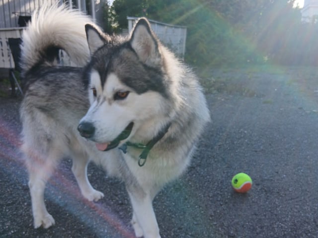 Husky valper