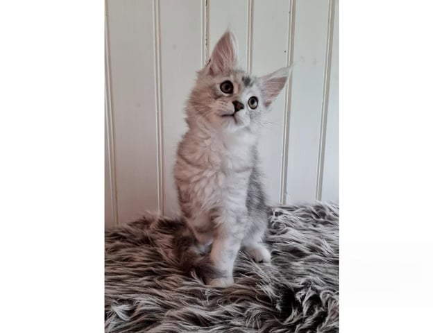 Maine Coon