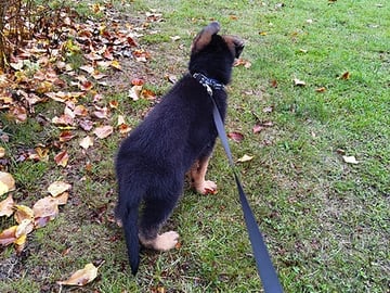 Schäferhund · Linköping · Kevin S.