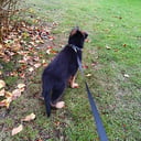 Tysk Schäferhund