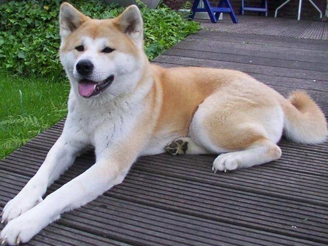 Akita