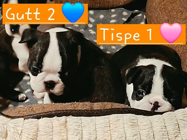 Boston Terrier valper selges 🥰