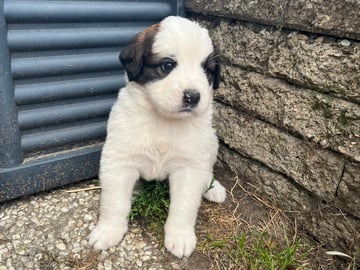 Ronja