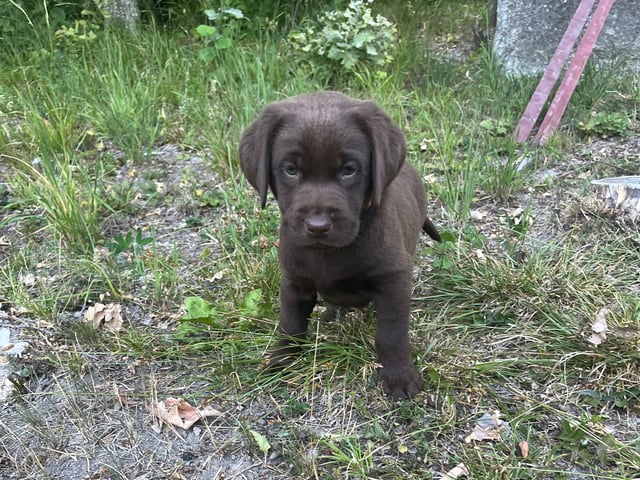 Labrador retriever