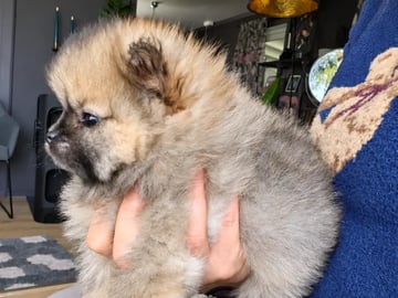 Pomeranian · Aurskog · Valentine Ai Nga Ly