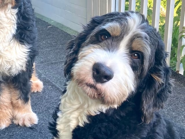 Bernedoodle
