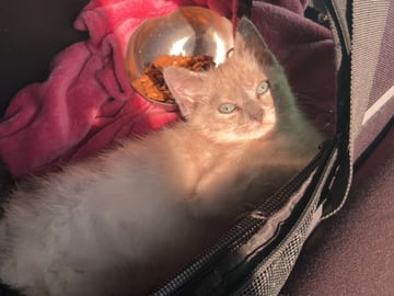 Ragdoll/perser · Hässleholm · Kattunge till salu