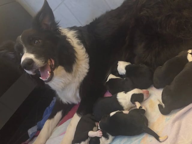 Border collie · Hjørungavåg · Tor Atle Valderhaug