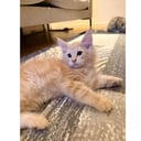Norsk skogkatt