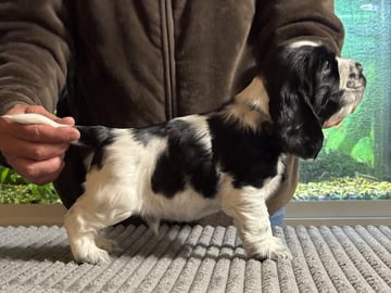 Passion Spaniels