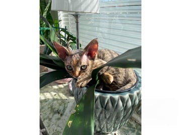 Devon Rex · Husum · S*Bonnea’s