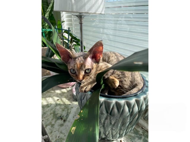 Devon Rex