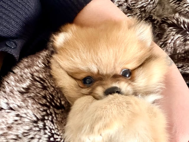 Pomeranian