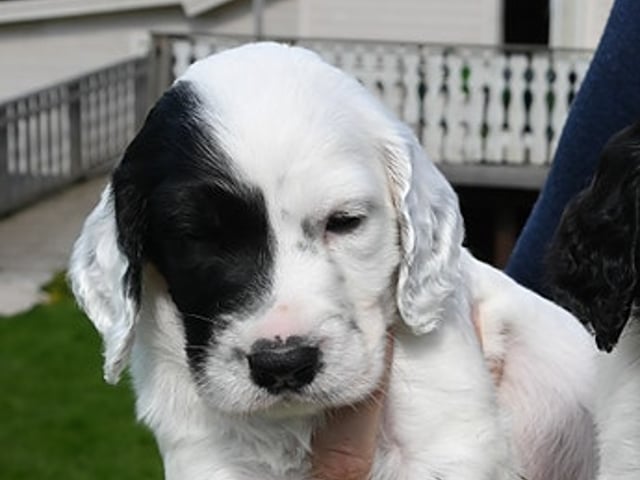 Engelsk setter