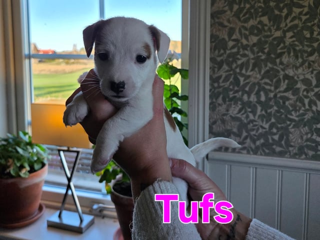 Jack Russell terrier