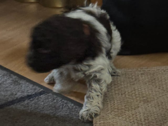 Lagotto romagnolo