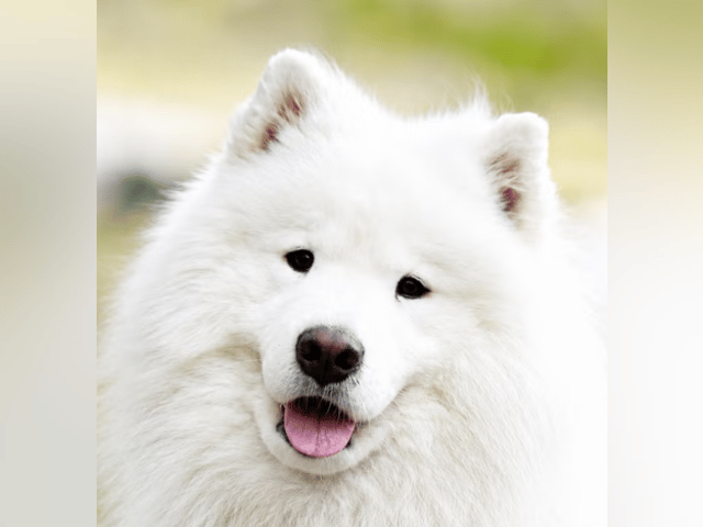 Samojedhund