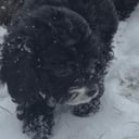 Cockerpoo