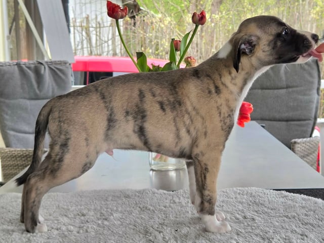 Whippet