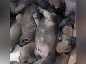 Boergarden boerboels