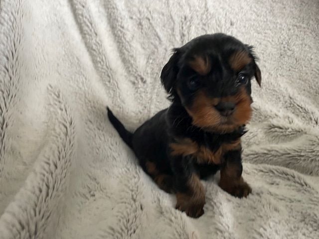 Puppy: Polly TINGAD