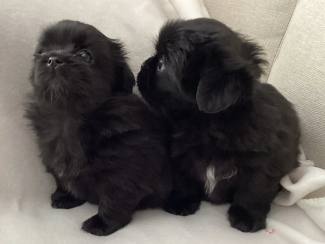 Tibetansk spaniel