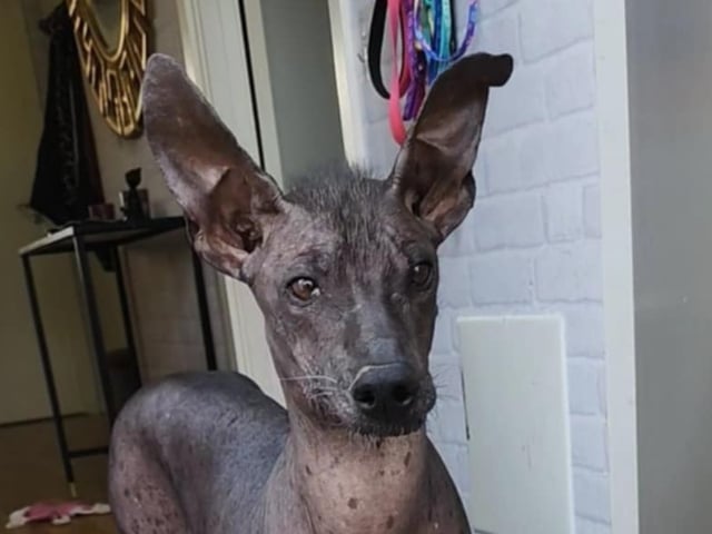 Xoloitzcuintle