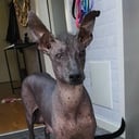 Xoloitzcuintle