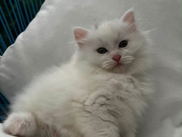 Sibirsk skogkatt · Sola · Od K.