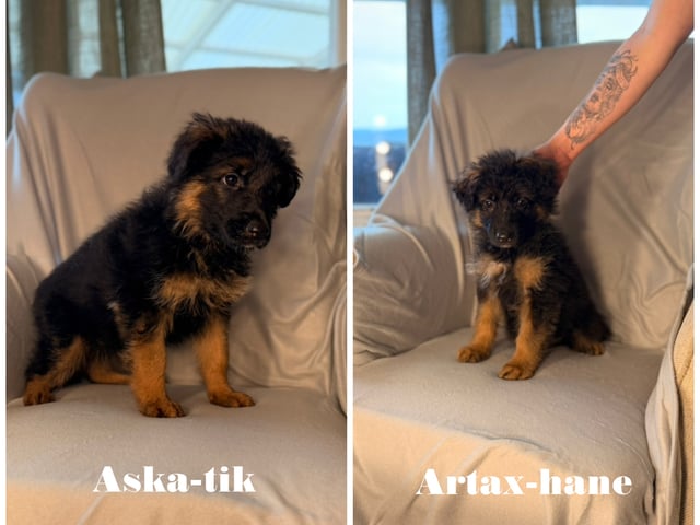Schæferhund