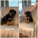 Tysk Schäferhund