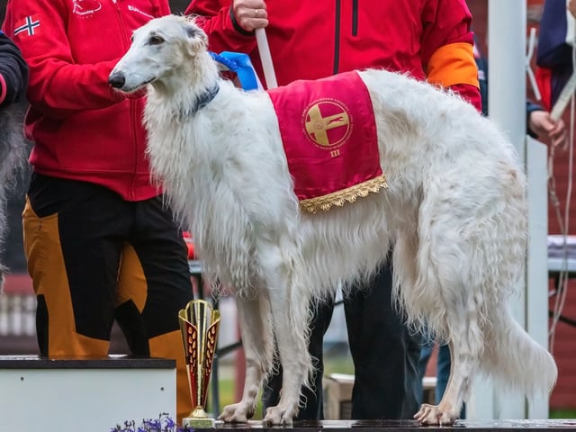 Borzoi