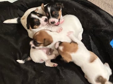 Limelight Kennels